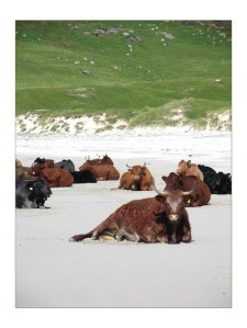 cows_on_a_beach_i_by_patrickmcguire[1]