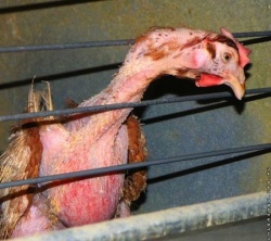 imagesblogsfeatherlesshenincagejpg___250.222_0__0