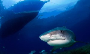 LIFESTYLE_Der_Haifluesterer_01