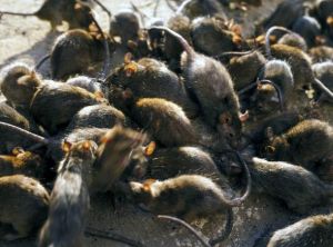 rats getty image