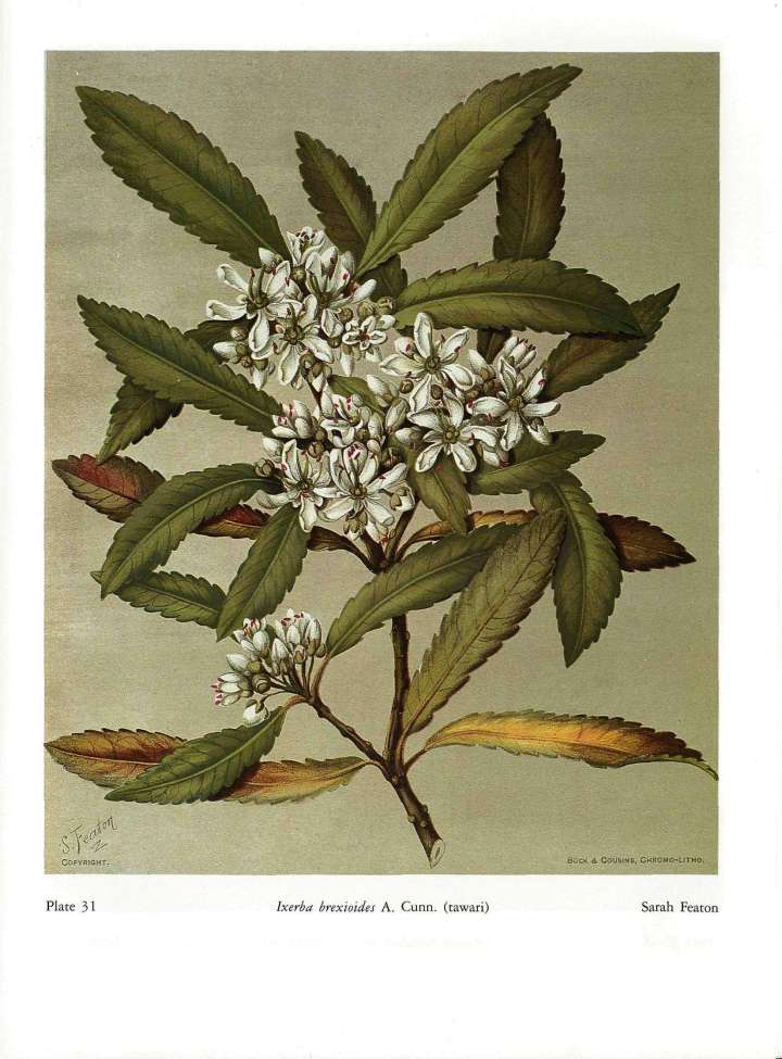 SamEarl - tawari dwg