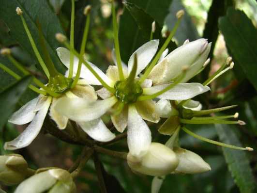tawari flower