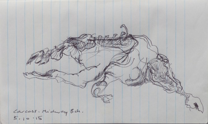 4. Sheep carcass, MIdway Beach 5.10.15