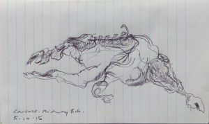 4. Sheep carcass, MIdway Beach 5.10.15